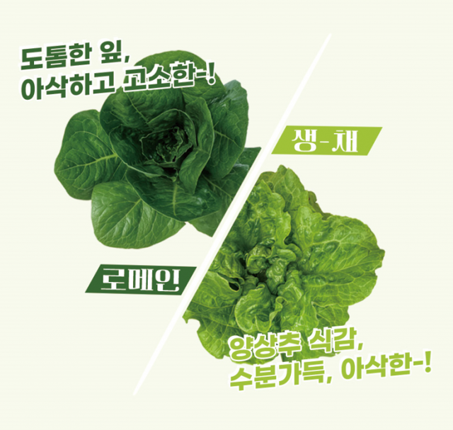 강원더몰,유기농 쌈채 꾸러미(생채&로메인) 1kg